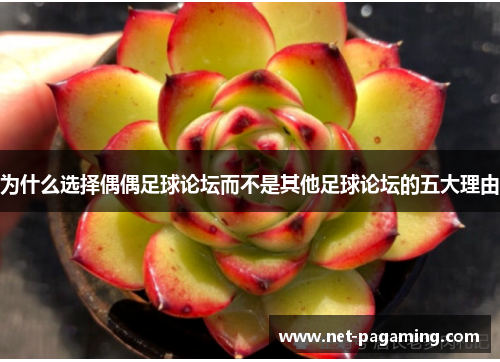 为什么选择偶偶足球论坛而不是其他足球论坛的五大理由
